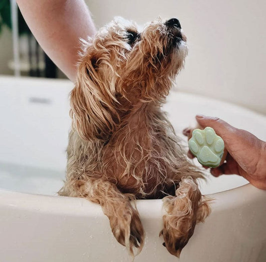 New Year, New Soap for Dogs & Puppies